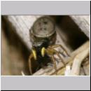 Heliophanus flavipes - Springspinne 01d 5mm mit Fliege.jpg